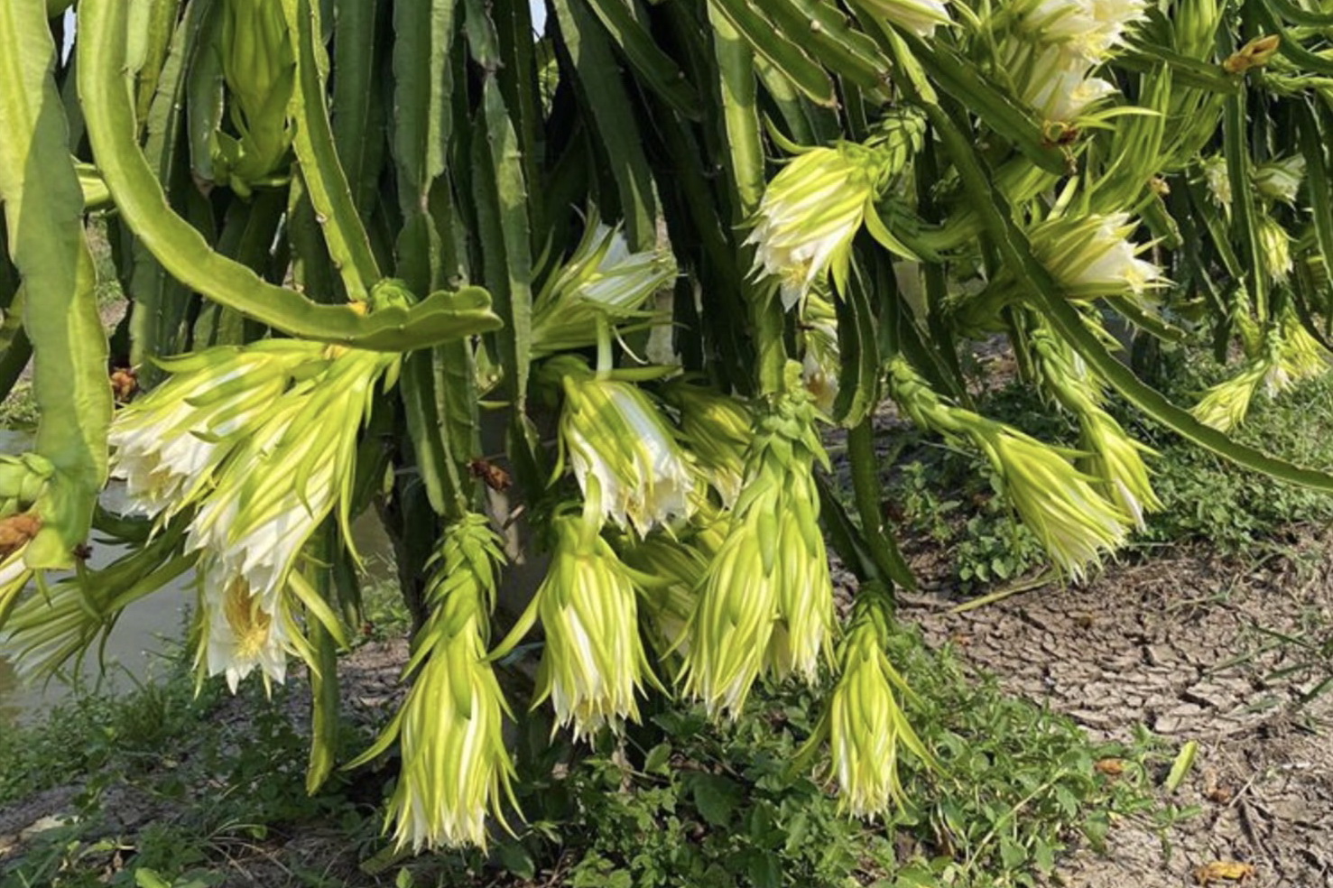 แก้วมังกร Hylocereus undatus (Haw.) Britlon & Rose<br/>CACTACEAE